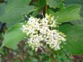 Cornus sericea